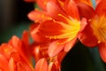Natal lily flower Clivia miniata Royalty Free Stock Photo