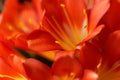 Natal lily flower Clivia miniata Royalty Free Stock Photo