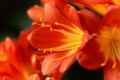 Natal lily flower Clivia miniata Royalty Free Stock Photo