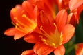 Natal lily flower Clivia miniata Royalty Free Stock Photo