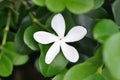 Natal Plum Single white flower