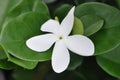 Single white Natal plum flower with lovely green leaves