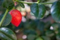 Natal Plum Carissa macrocarpa fruits Royalty Free Stock Photo