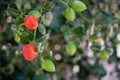 Natal Plum Carissa macrocarpa fruits Royalty Free Stock Photo