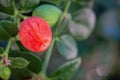 Natal Plum Carissa macrocarpa fruits Royalty Free Stock Photo