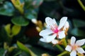 Natal plum, Carissa macrocarpa, Garden bush Royalty Free Stock Photo