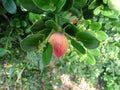 Natal plum, Large Num Num, Carissa macrocarpa