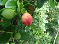 Natal plum, Large Num Num, Carissa macrocarpa Royalty Free Stock Photo