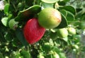 Natal plum, Large Num Num, Carissa macrocarpa Royalty Free Stock Photo