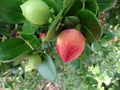 Natal plum, Large Num Num, Carissa macrocarpa Royalty Free Stock Photo