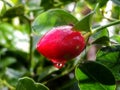 Natal Plum with water droplet