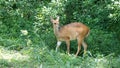 Natal red duiker in the bush Royalty Free Stock Photo