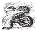 Natal rock python or Python sebae natalensis vintage engraving