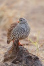 Natal Spurfowl