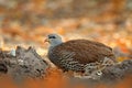 Natal spurfowl francolin, Pternistis natalensis, bird in the nature habitat, Mana Pools NP, Zimbabwe in Africa. Evening light with