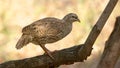 Natal Spurfowl