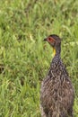 A Natal Spurfowl or Natal Francolin (Pternistis natalensis) Stan