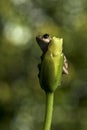 Natal Tree Frog, holding on, desperation, symbolic of life, when the going gets tough, hanging off a twig, branch, about to fall,