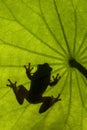 Natal Tree Frog, holding on, desperation, symbolic of life, when the going gets tough, hanging off a twig, branch, about to fall, Royalty Free Stock Photo