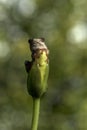 Natal Tree Frog, holding on, desperation, symbolic of life, when the going gets tough, hanging off a twig, branch, about to fall, Royalty Free Stock Photo