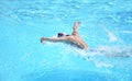 Natation Royalty Free Stock Photo