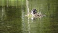 Natatorial birds of Eurasian coot builds nests for the ptets.The Eurasian coot Fulica atra, also known as the common