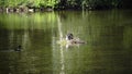 Natatorial birds of Eurasian coot builds nests for the ptets.The Eurasian coot Fulica atra, also known as the common