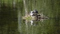 Natatorial birds of Eurasian coot builds nests for the ptets.The Eurasian coot Fulica atra, also known as the common