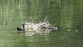 Natatorial birds of Eurasian coot builds nests for the ptets.The Eurasian coot Fulica atra, also known as the common