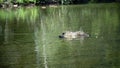 Natatorial birds of Eurasian coot builds nests for the ptets.The Eurasian coot Fulica atra, also known as the common