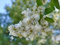 Natchez Crape Myrtle bloom Royalty Free Stock Photo