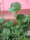 nathural gotukola plants in the gardening