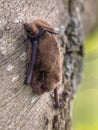Nathusius pipistrelle bat on bark of tree Royalty Free Stock Photo