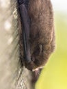 Nathusius pipistrelle bat resting on tree Royalty Free Stock Photo