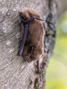Nathusius pipistrelle bat on tree Royalty Free Stock Photo