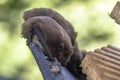 Nathusius pipistrelle bats resting in bat house Royalty Free Stock Photo