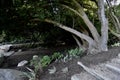 The National AIDS Memorial Grove San Francisco, 3.