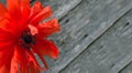 National american holiday Memorial Day concept. Wooden background with red poppy flower.Poppy flowers memorial background Royalty Free Stock Photo