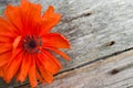 National american holiday Memorial Day concept. Wooden background with red poppy flower.Poppy flowers memorial background Royalty Free Stock Photo