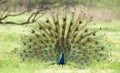 Peacock display