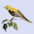 National bird day in the United States. A beautiful yellow bird sits on a branch with green leaves on a blue background.