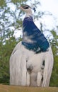 Peacock proud bird open forest