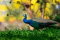 National Bird of India Beautiful Indian Peafowl or Indian Peacock Royalty Free Stock Photo