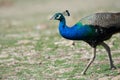 National Bird of India Beautiful Indian Peafowl or Indian Peacock Royalty Free Stock Photo