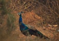 National Bird Peacock Royalty Free Stock Photo