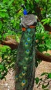 National bird peacock Royalty Free Stock Photo