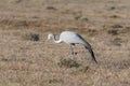 National bird of South Africa, the Blue Crane Royalty Free Stock Photo