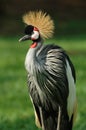 National bird of Uganda