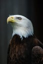 A bald eagle searches the skies for potential adversaries Royalty Free Stock Photo