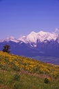 National Bison Reserve, Mission Mountain Range, Montana